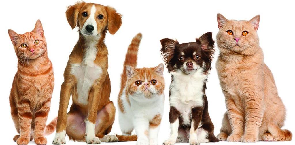 Доска объявлений о животных | ЗооТом - продажа, вязка и услуги для животных в Новом Осколе