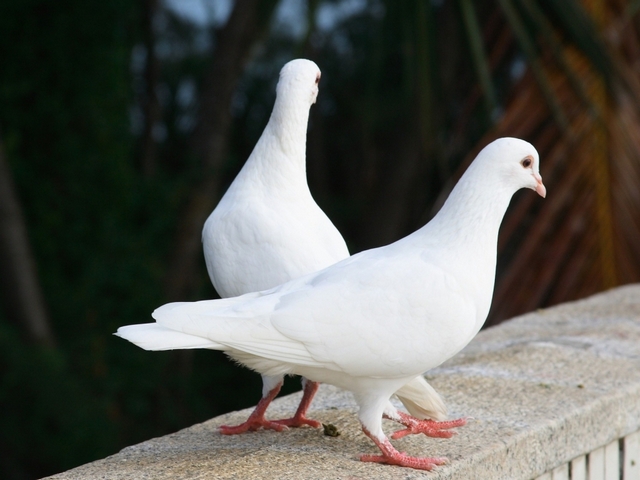 Все о голубях | ЗооТом - продажа, вязка и услуги для животных в Новом Осколе
