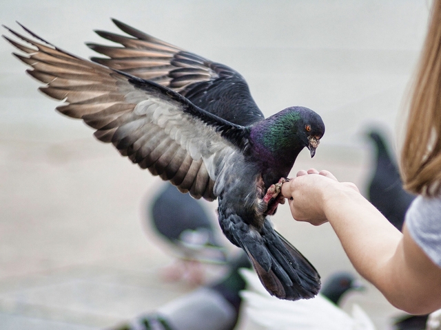 Все о голубях | ЗооТом - продажа, вязка и услуги для животных в Новом Осколе