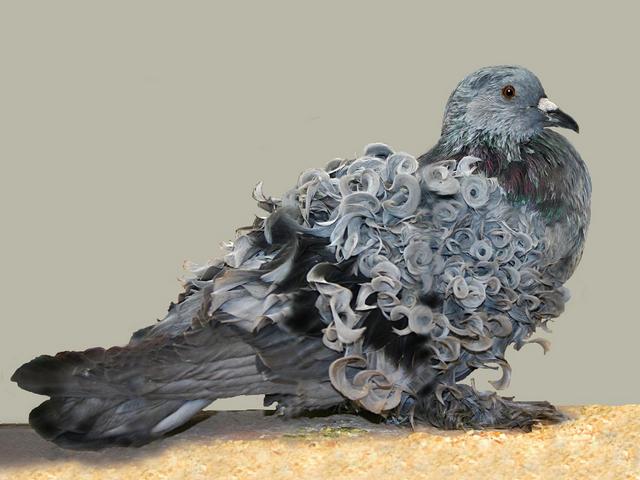 Породы голубей | ЗооТом - продажа, вязка и услуги для животных в Новом Осколе
