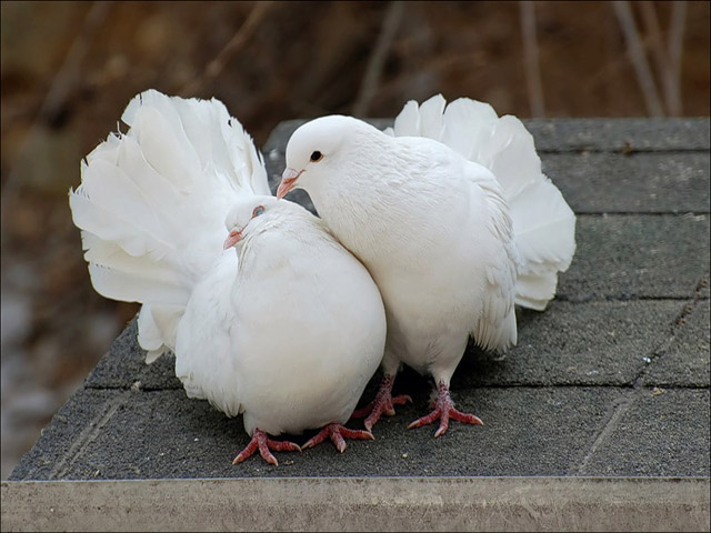 Содержание голубей и уход за ними в Новом Осколе