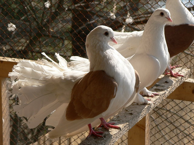 Содержание голубей и уход за ними в Новом Осколе