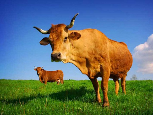 Все о коровах в Новом Осколе | ЗооТом портал о животных