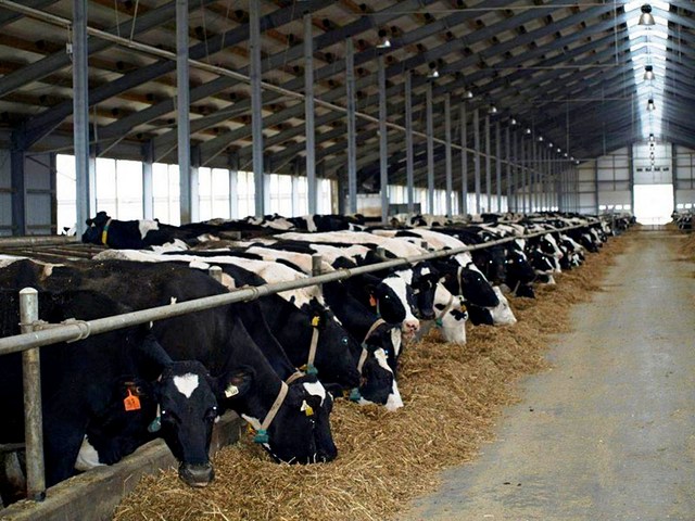 Содержание коров и уход за ними в Новом Осколе | ЗооТом портал о животных