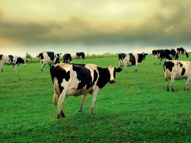 Содержание коров и уход за ними в Новом Осколе | ЗооТом портал о животных