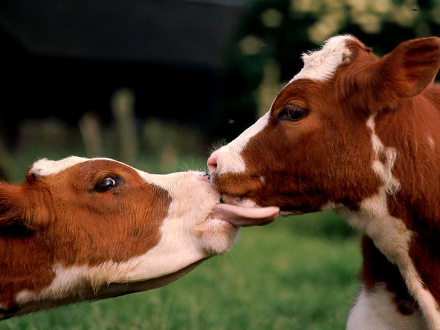 Статьи о коровах в Новом Осколе | ЗооТом портал о животных