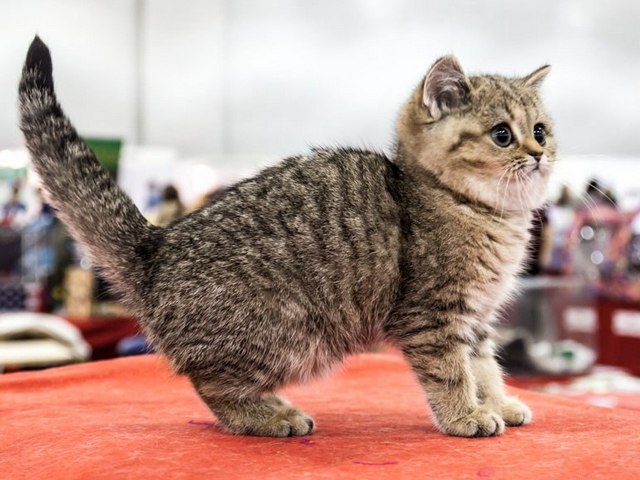 Породы кошек в Новом Осколе | ЗооТом портал о животных