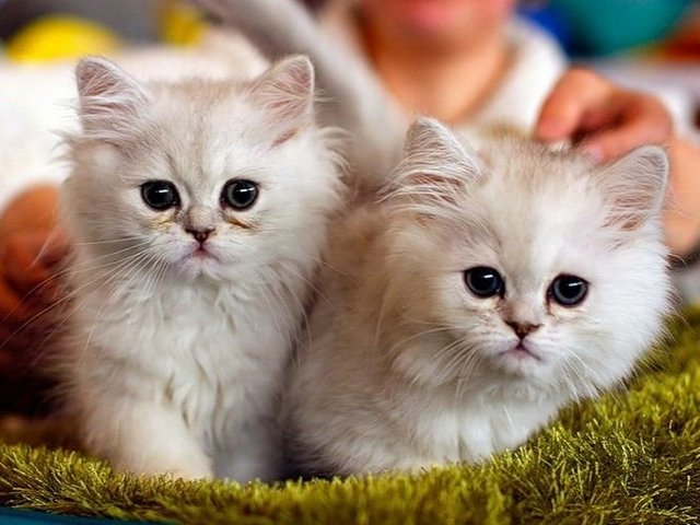 Породы кошек в Новом Осколе | ЗооТом портал о животных