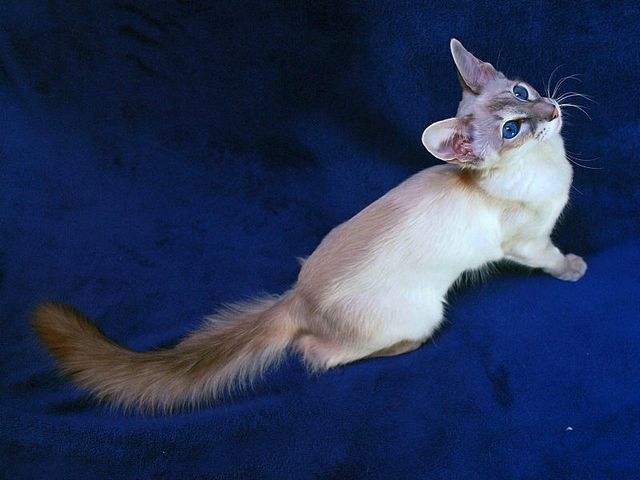 Выведенные породы кошек в Новом Осколе | ЗооТом портал о животных