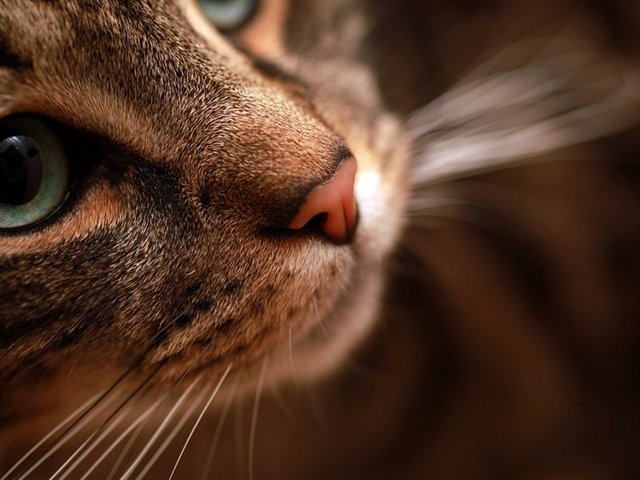 Статьи о кошках в Новом Осколе | ЗооТом портал о животных