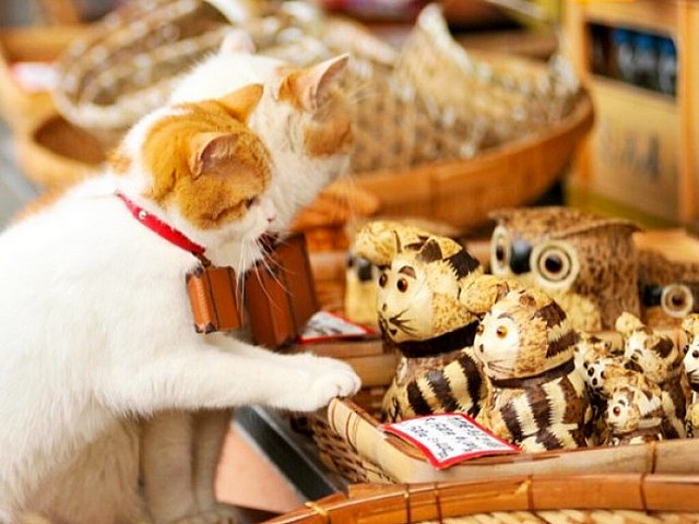 Интересные факты о кошках в Новом Осколе | ЗооТом портал о животных