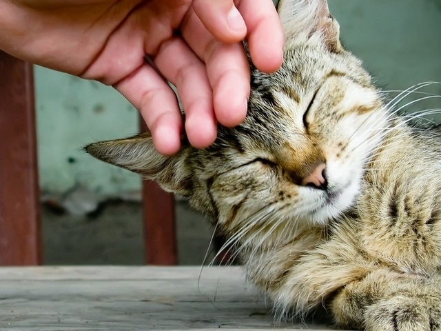 Интересные статьи о кошках в Новом Осколе | ЗооТом портал о животных