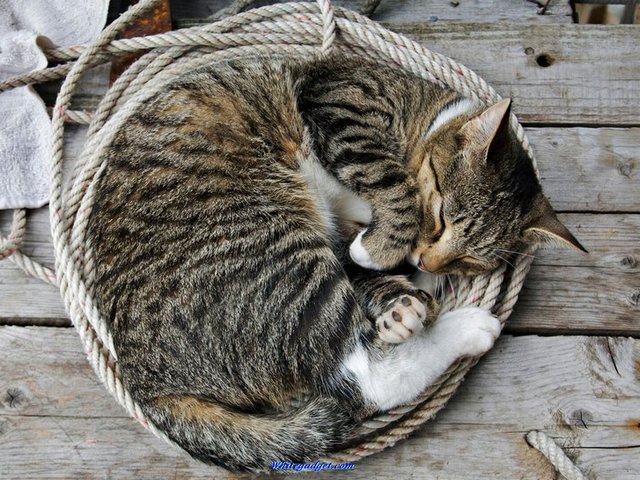 Все о кошках в Новом Осколе | ЗооТом портал о животных