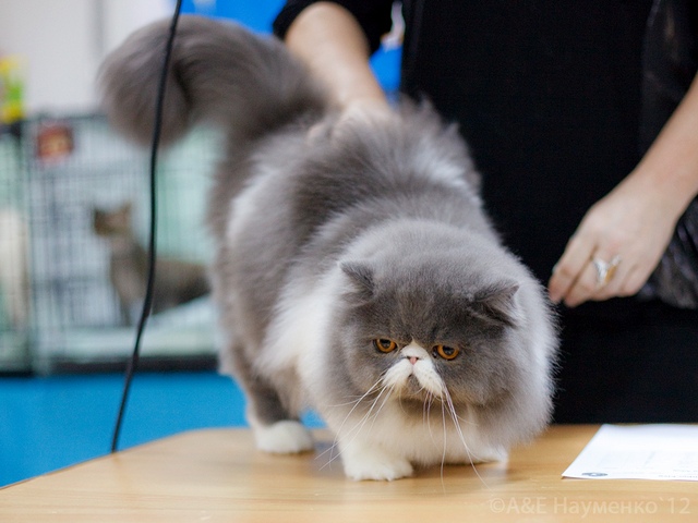 Выставки кошек в Новом Осколе | ЗооТом портал о животных