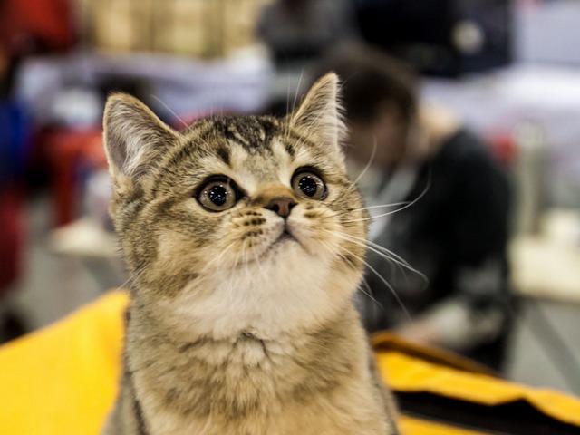 Выставки кошек в Новом Осколе | ЗооТом портал о животных