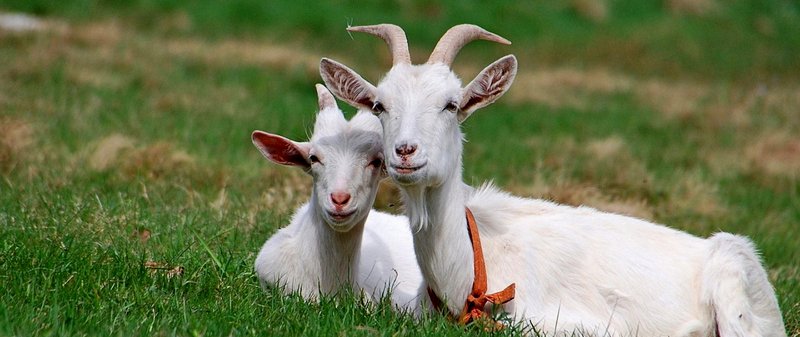 Все о козах в Новом Осколе | ЗооТом портал о животных