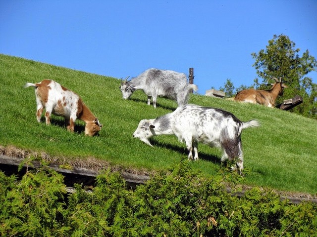 Все о козах в Новом Осколе | ЗооТом портал о животных