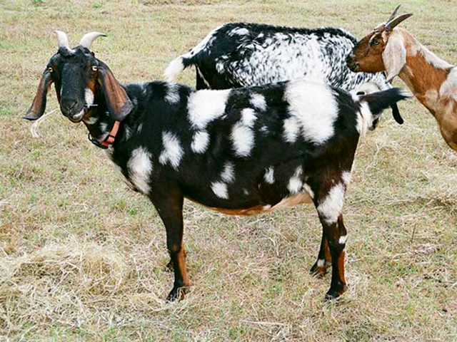Породы коз в Новом Осколе | ЗооТом портал о животных