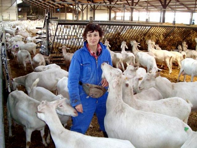 Содержание коз и уход за ними в Новом Осколе | ЗооТом портал о животных