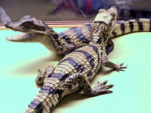 Все о крокодилах в Новом Осколе | ЗооТом портал о животных