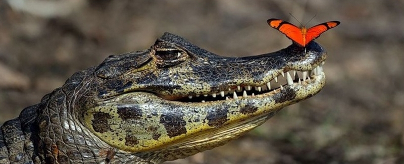 Все о крокодилах в Новом Осколе | ЗооТом портал о животных