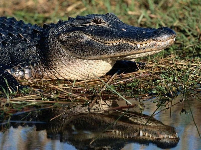 Породы крокодилов в Новом Осколе | ЗооТом портал о животных