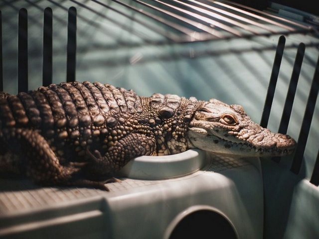 Содержание крокодилов и уход за ними в Новом Осколе | ЗооТом портал о животных