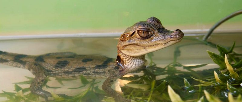 Содержание крокодилов и уход за ними в Новом Осколе | ЗооТом портал о животных