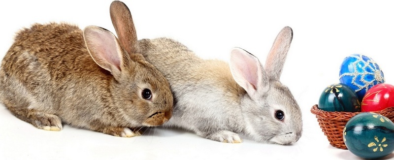 Все о кроликах в Новом Осколе | ЗооТом портал о животных