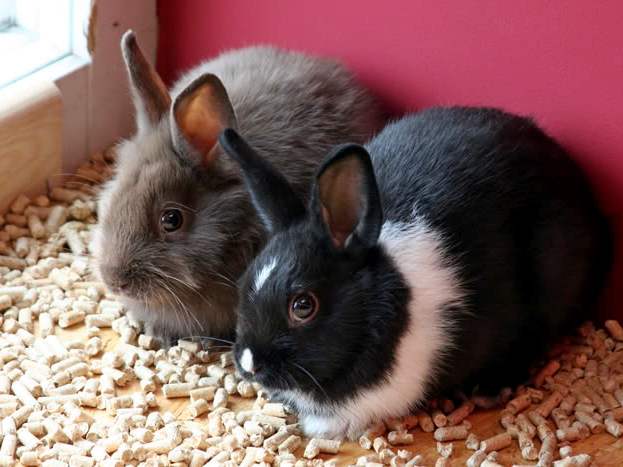 Содержание кроликов и уход за ними в Новом Осколе | ЗооТом портал о животных