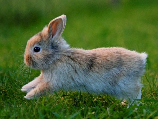 Статьи о кроликах в Новом Осколе | ЗооТом портал о животных