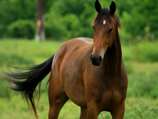 Содержание лошадей и уход за ними в Новом Осколе | ЗооТом портал о животных