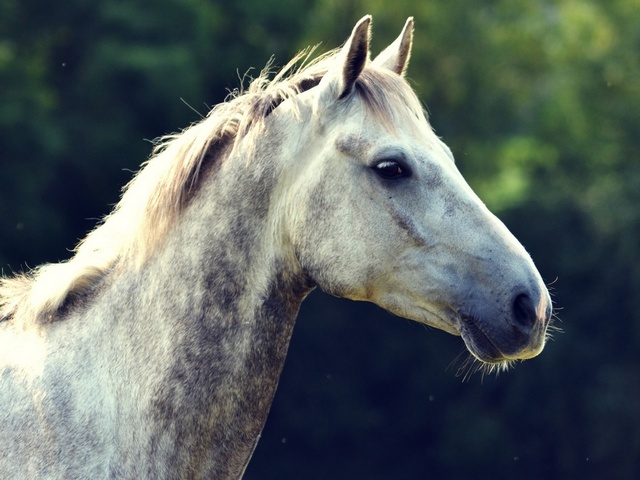 Уход за лошадьми в Новом Осколе | ЗооТом портал о животных