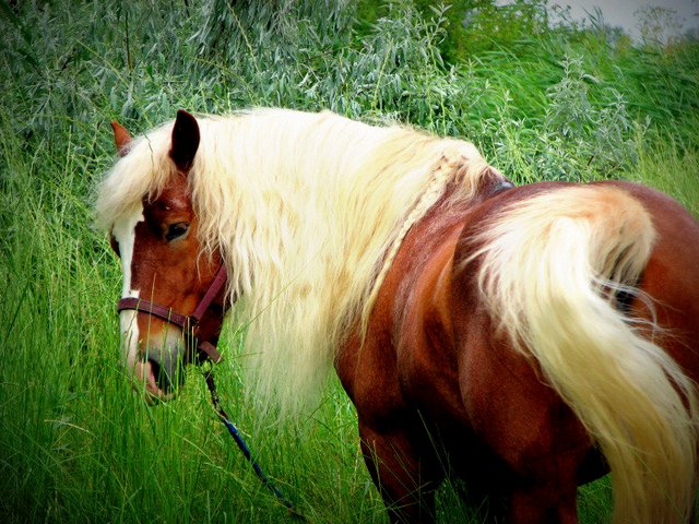 Породы лошадей в Новом Осколе | ЗооТом портал о животных