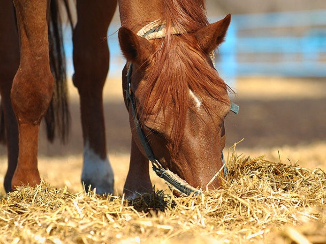 Содержание лошадей в Новом Осколе | ЗооТом портал о животных