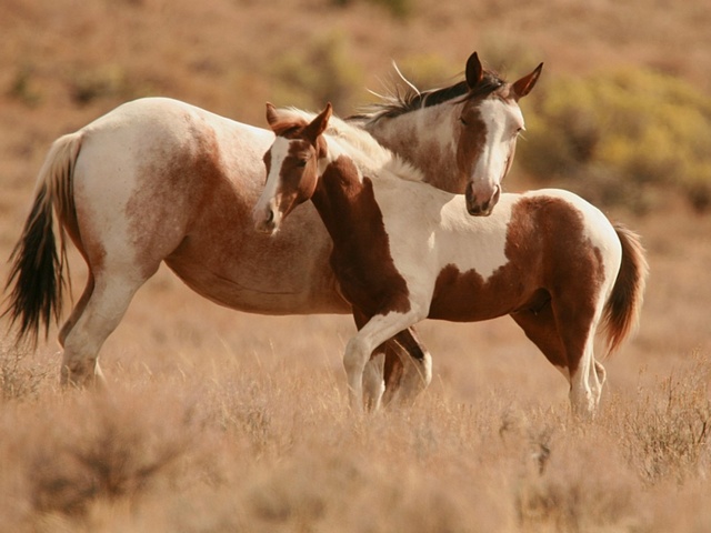 Интересные факты лошадях в Новом Осколе | ЗооТом портал о животных
