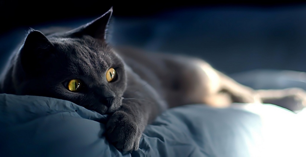 Объявления о кошках | ЗооТом - продажа, вязка и услуги для животных в Новом Осколе