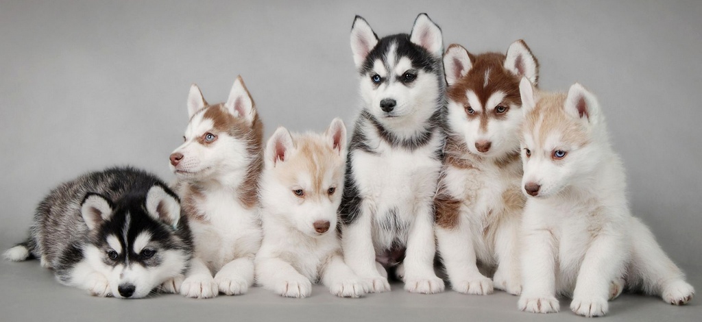 Объявления о собаках | ЗооТом - продажа, вязка и услуги для животных в Новом Осколе