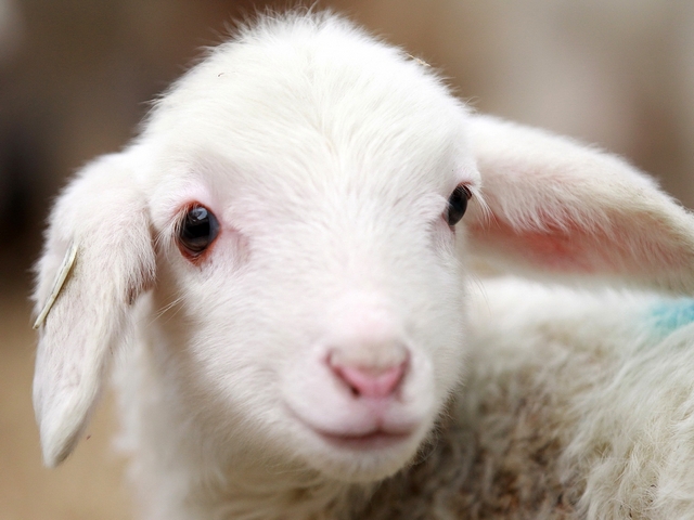 Овцы и бараны в Новом Осколе | ЗооТом портал о животных
