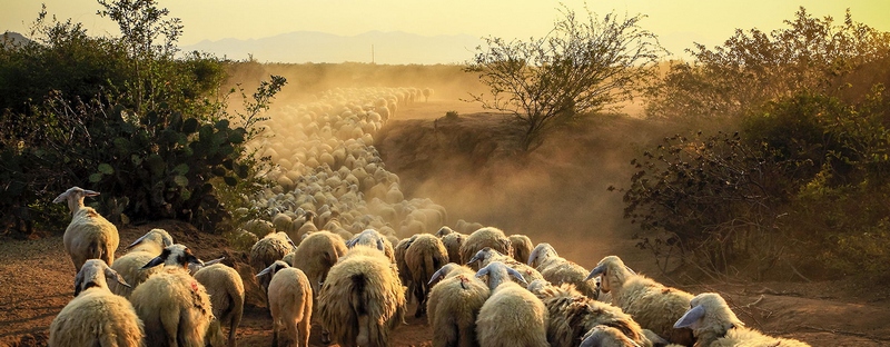 Все об овцах в Новом Осколе | ЗооТом портал о животных