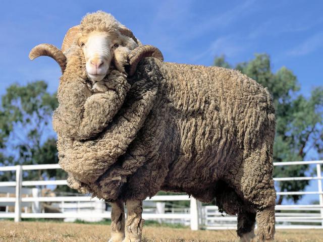 Породы овец в Новом Осколе | ЗооТом портал о животных
