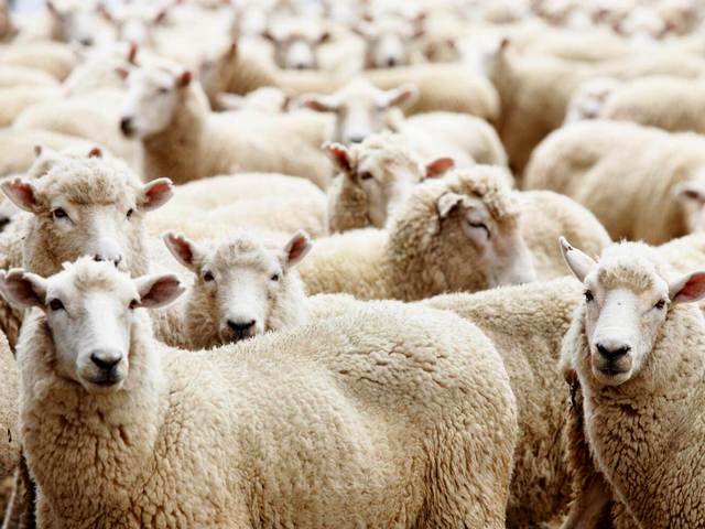 Породы овец в Новом Осколе | ЗооТом портал о животных