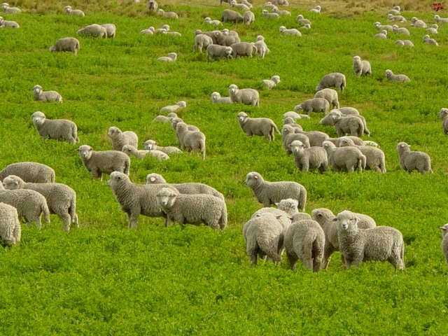 Содержание овец и уход за ними в Новом Осколе | ЗооТом портал о животных
