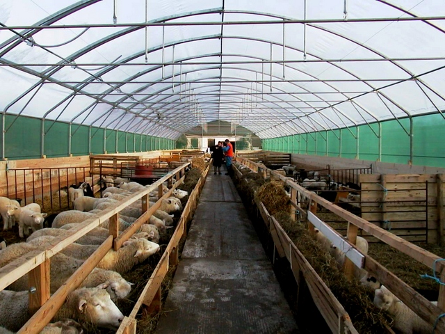 Содержание овец и уход за ними в Новом Осколе | ЗооТом портал о животных