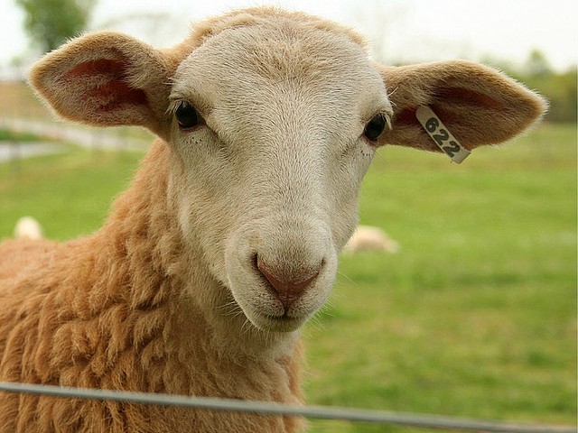 Статьи об овцах в Новом Осколе | ЗооТом портал о животных