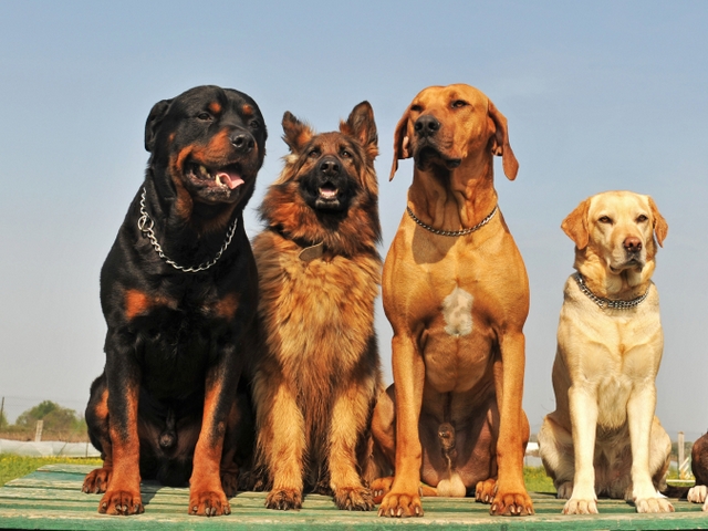 Крупные породы собак в Новом Осколе | ЗооТом портал о животных