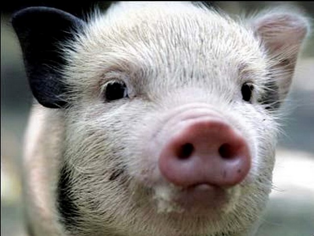 Породы свиней в Новом Осколе | ЗооТом портал о животных
