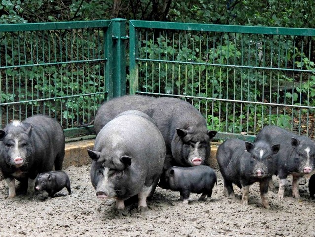 Содержание свиней и уход за ними в Новом Осколе | ЗооТом портал о животных