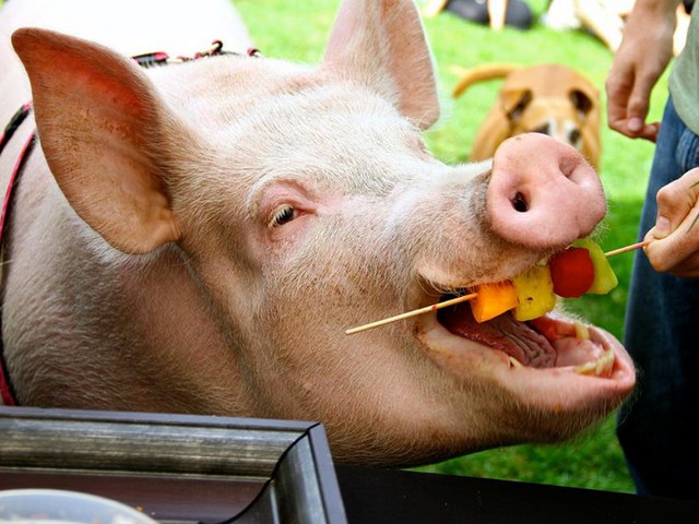 Статьи о свиньях в Новом Осколе | ЗооТом портал о животных