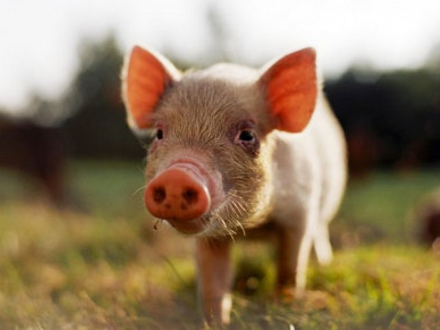 Все о свиньях в Новом Осколе | ЗооТом портал о животных